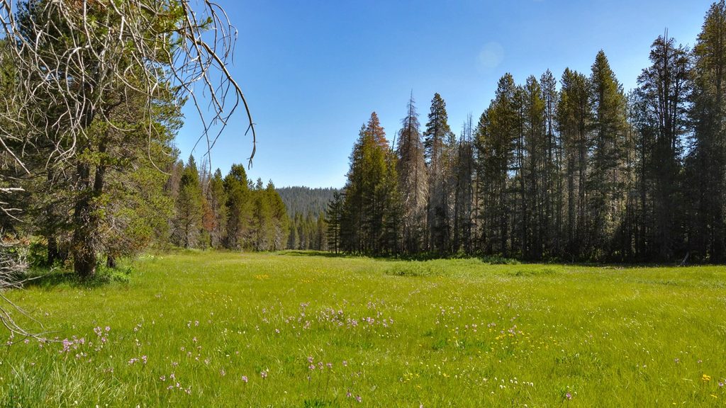 McGurk Meadow, Yosemite National Park
