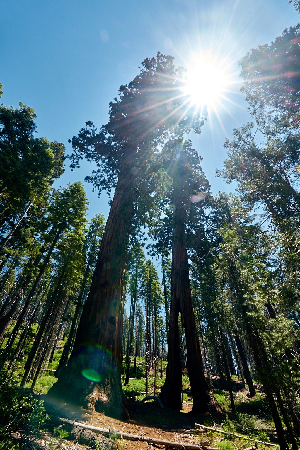 Clothespin Tree, Yosemite National Park