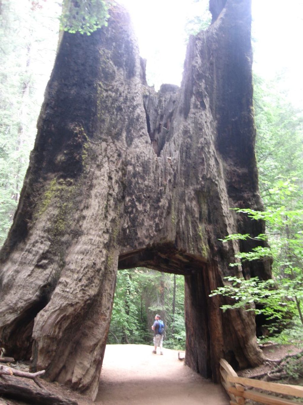 Tuolumne Grove, Yosemite National Park