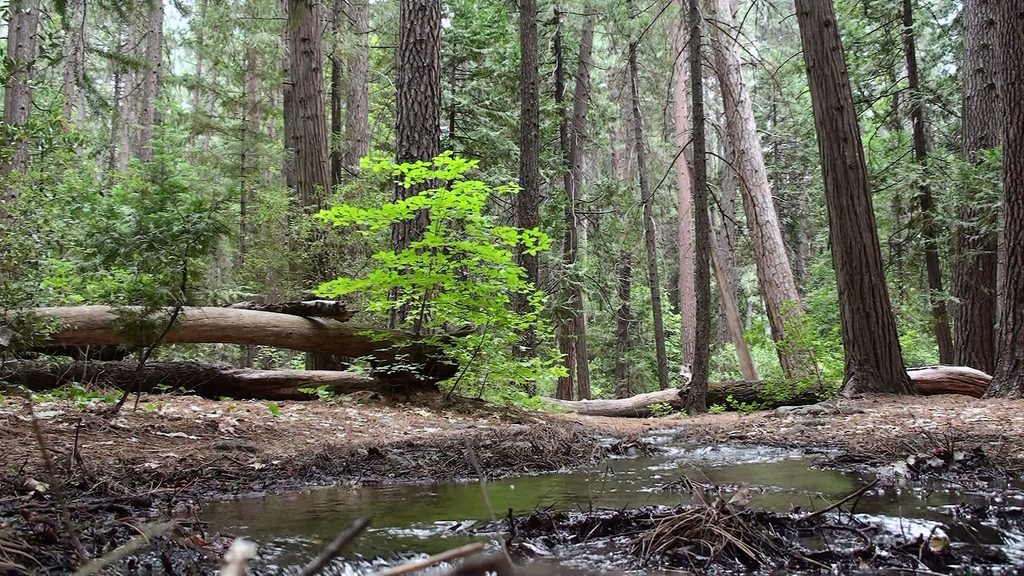 Upper Pines Campground, Yosemite National Park