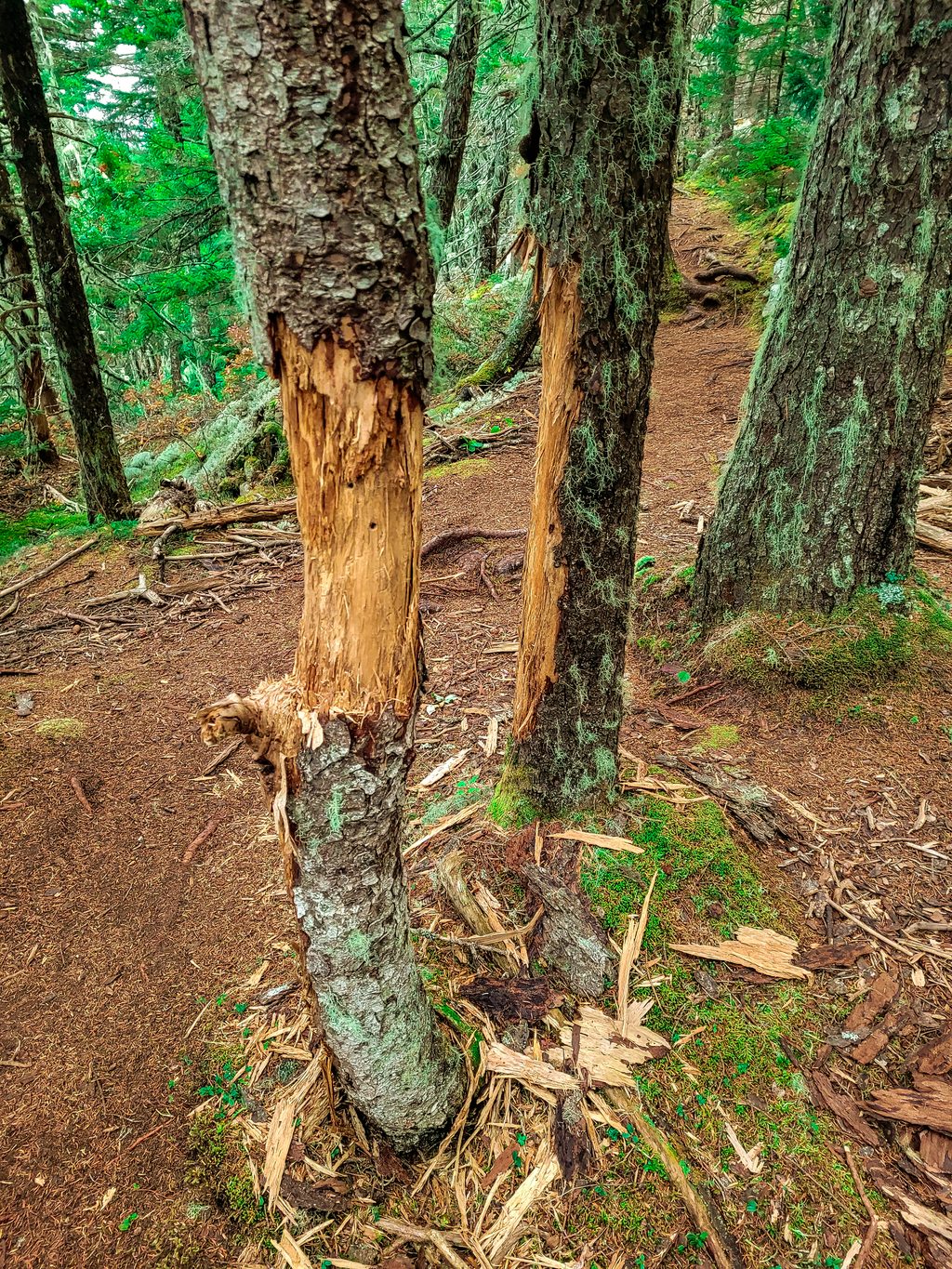 Anvil Trail, Acadia National Park