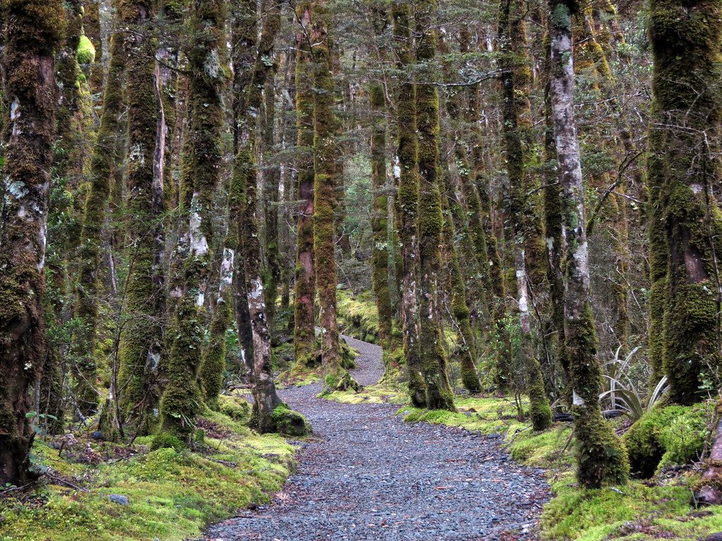 Arthur's Pass Walking Track, Arthur's Pass National Park