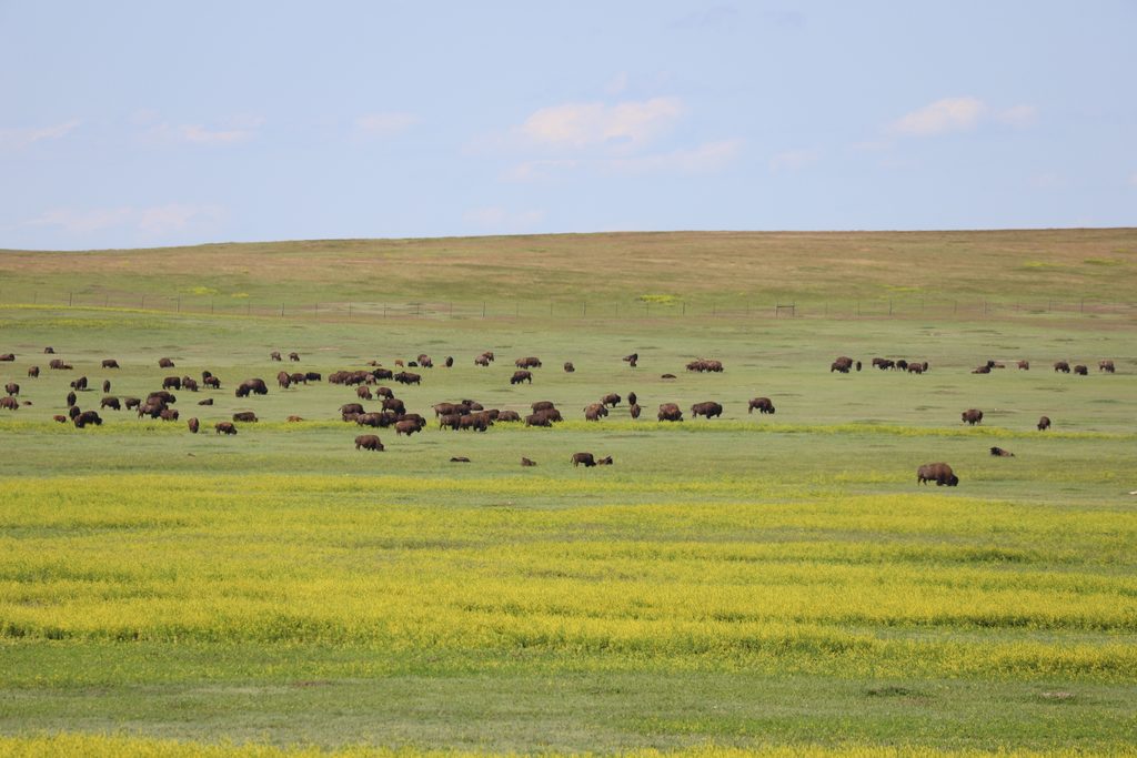 Sage Creek Wilderness Loop, Badlands National Park