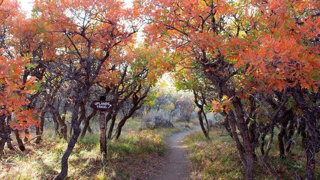 Uplands Trail, Black Canyon of the Gunnison National Park