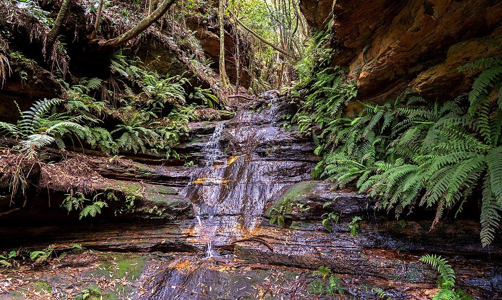 Den Fenella track, Blue Mountains National Park