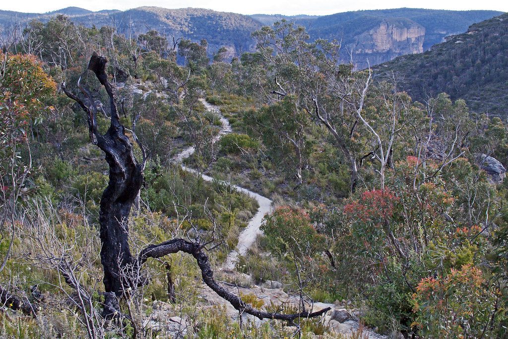 Walls Lookout Track, Blue Mountains National Park