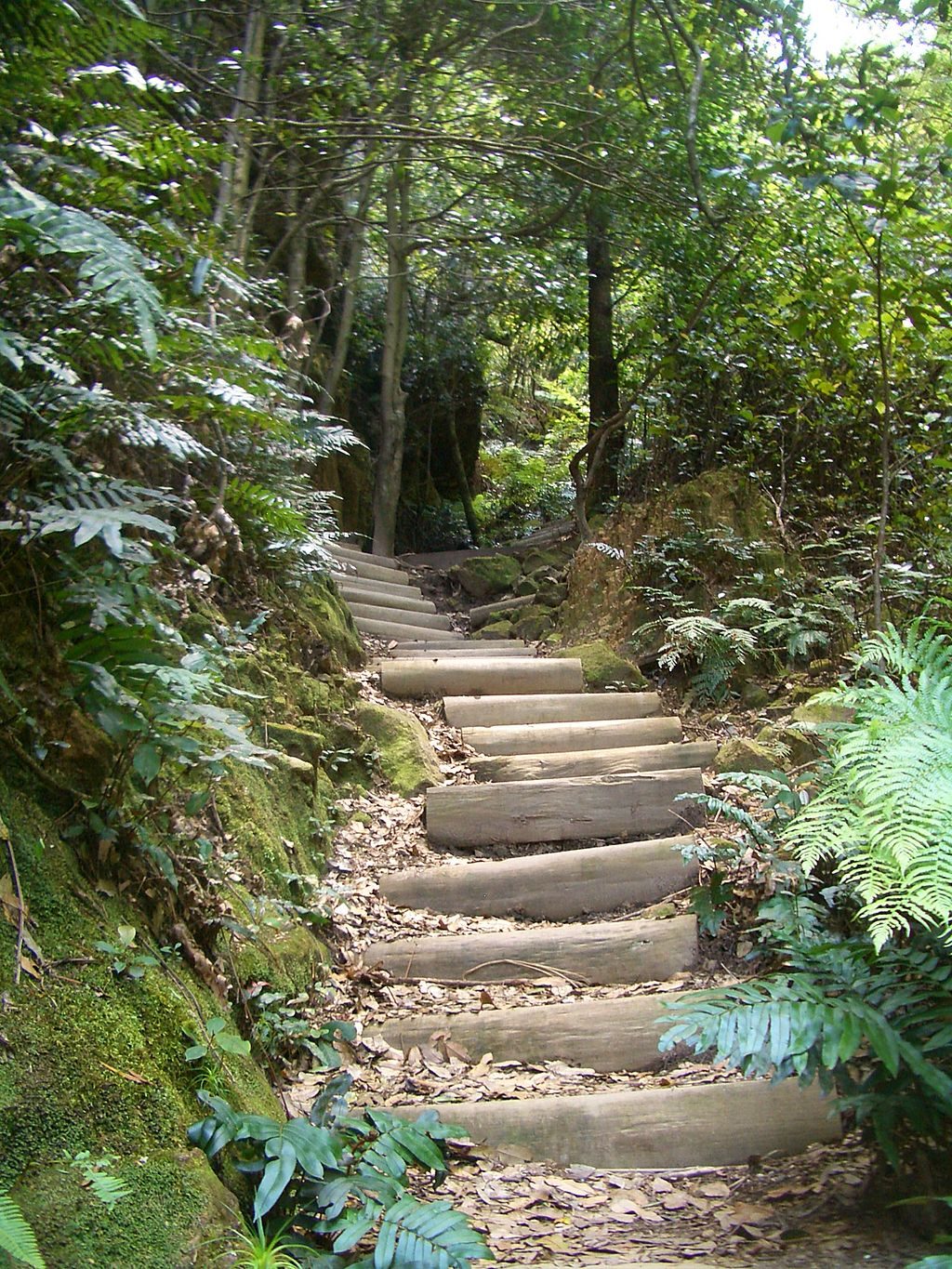 Six Foot Track, Blue Mountains National Park