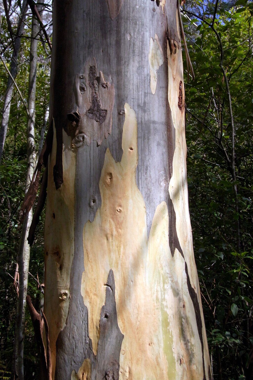 Blue Gum Swamp Loop, Blue Mountains National Park