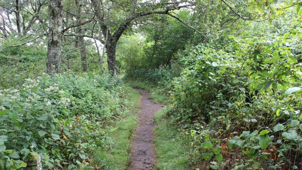 Buck Springs Trail, Blue Ridge Parkway