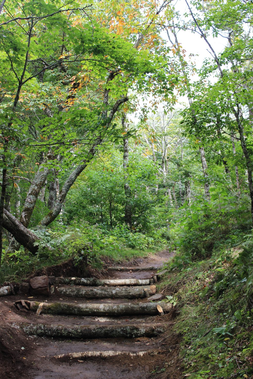 Craggy Gardens Trail, Blue Ridge Parkway