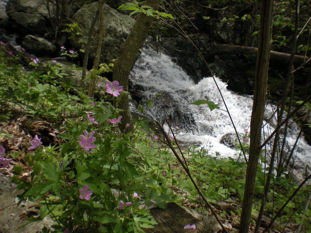 Fallingwater Cascades Loop, Blue Ridge Parkway