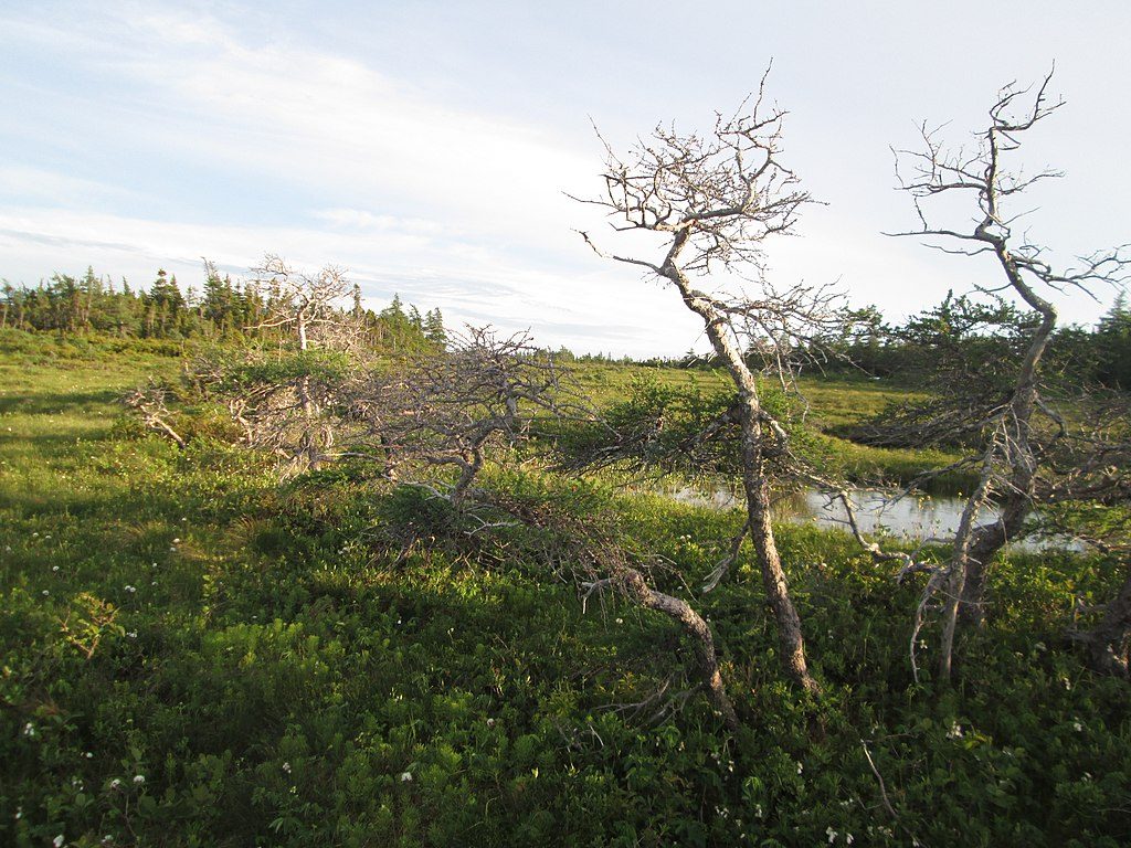 Bog Trail, Cape Breton Highlands National Park