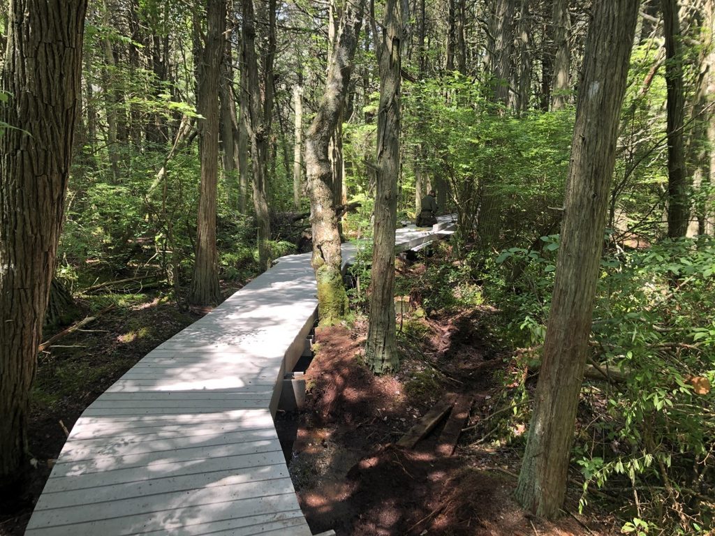 Atlantic White Cedar Swamp Trail, Cape Cod National Seashore