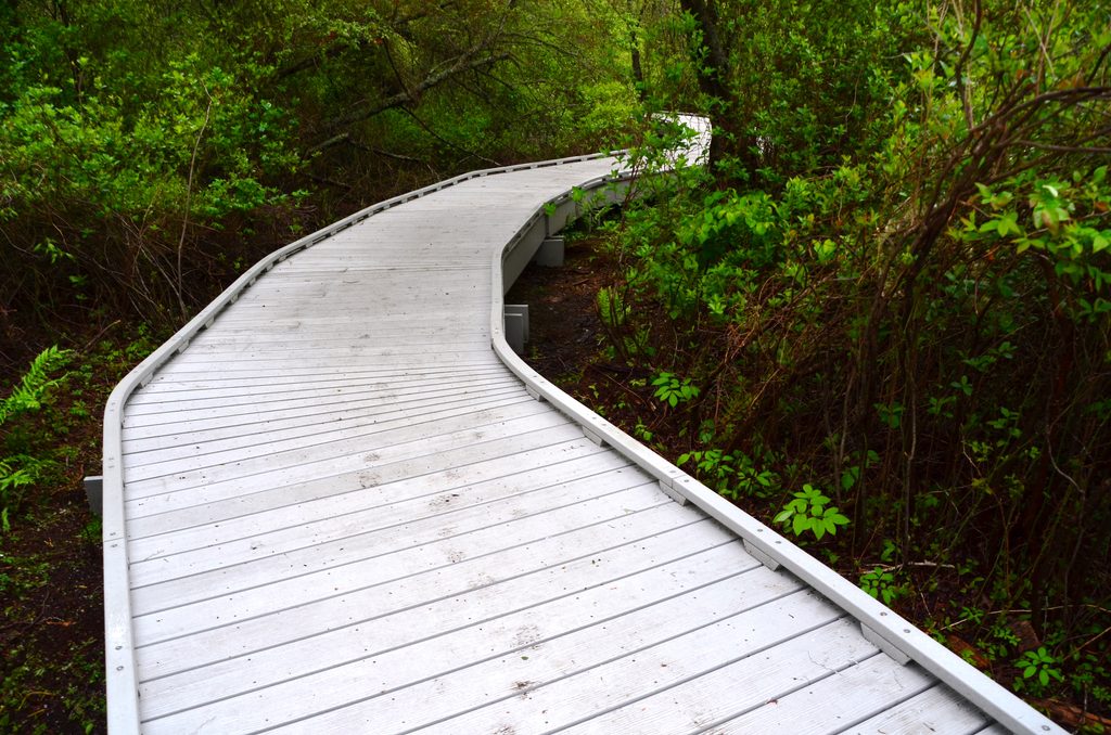 Red Maple Swamp Trail, Cape Cod National Seashore