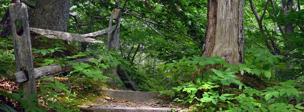 Beech Forest Trail, Cape Cod National Seashore