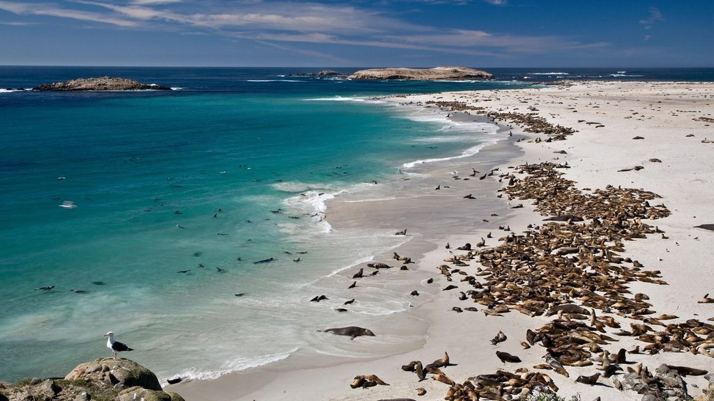 Point Bennett Trail, Channel Islands National Park