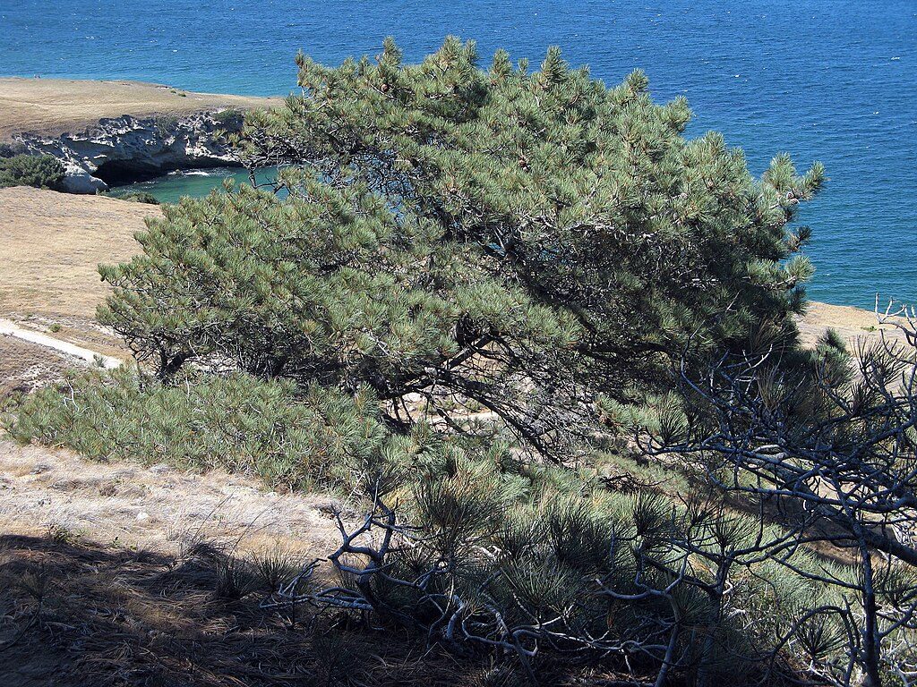 Torrey Pines Grove Loop, Channel Islands National Park