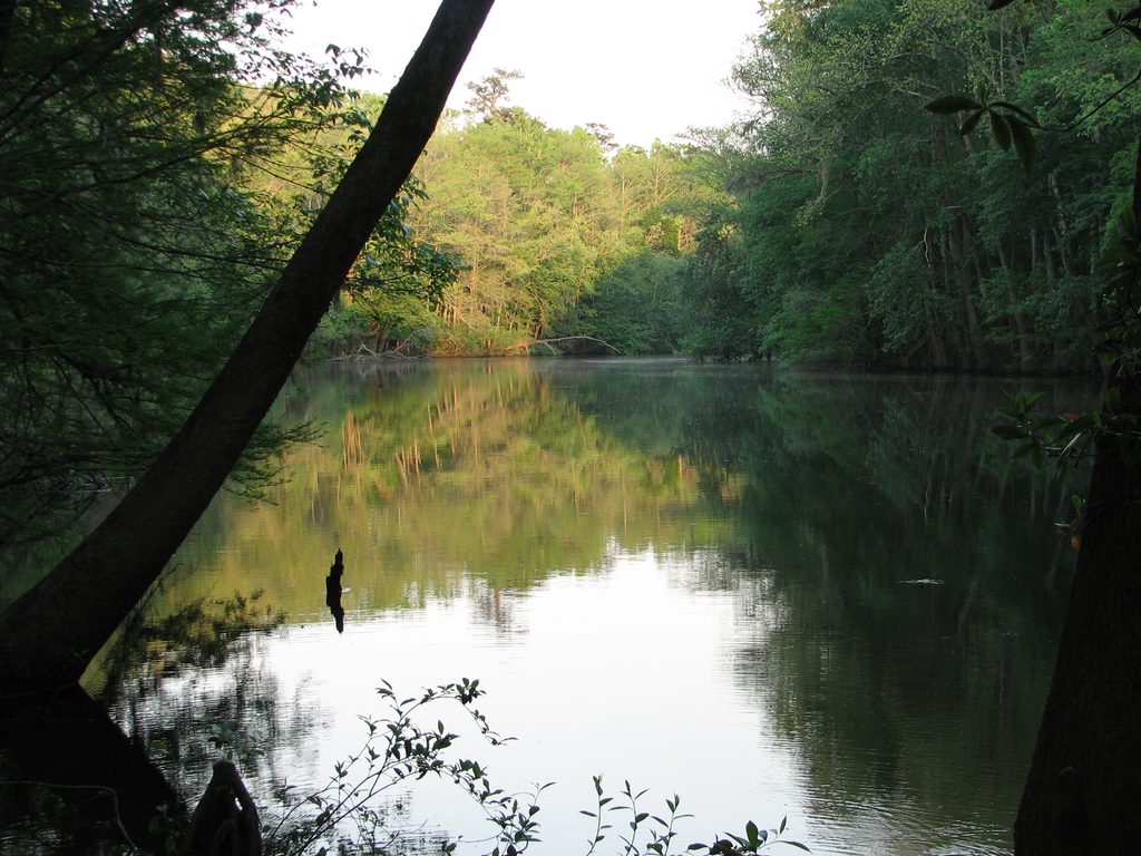 Weston Lake Loop Trail, Congaree National Park
