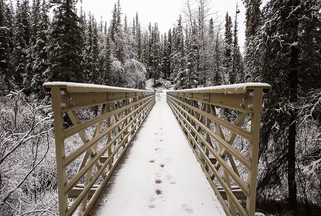Taiga Trail, Denali National Park