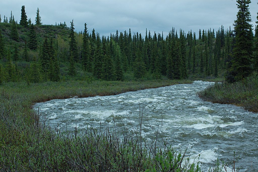 Brushkana Creek Nature Trail, Denali Highway