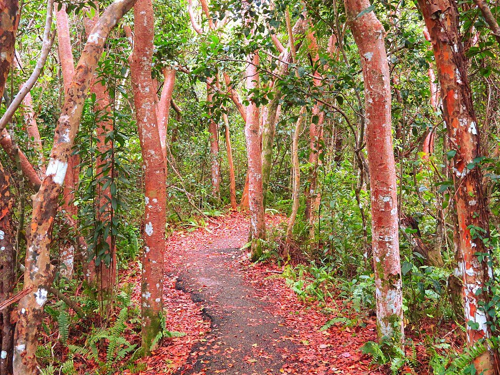 Gumbo Limbo Trail, Everglades National Park