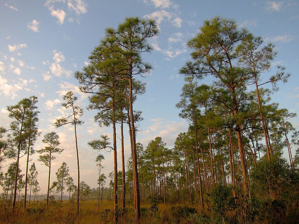 Long Pine Key Trail, Everglades National Park