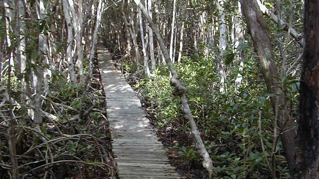 Sandfly Island Hiking Trail, Everglades National Park
