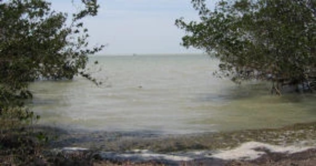 Bayshore Loop Trail, Everglades National Park