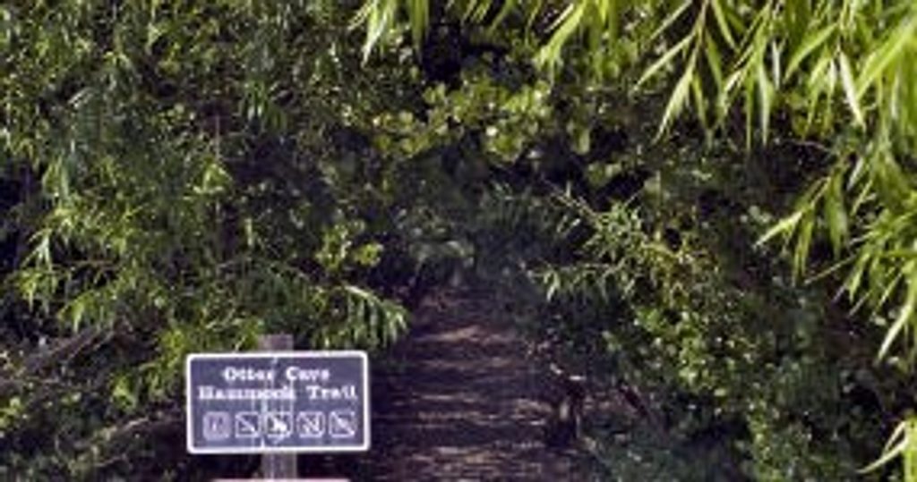 Otter Cave Hammock Trail, Everglades National Park