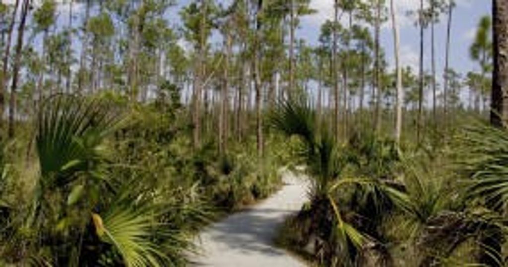 Pinelands Trail, Everglades National Park
