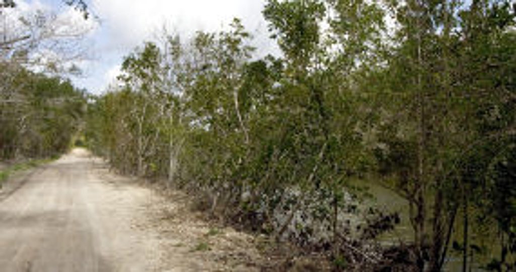 Bear Lake Trail, Everglades National Park