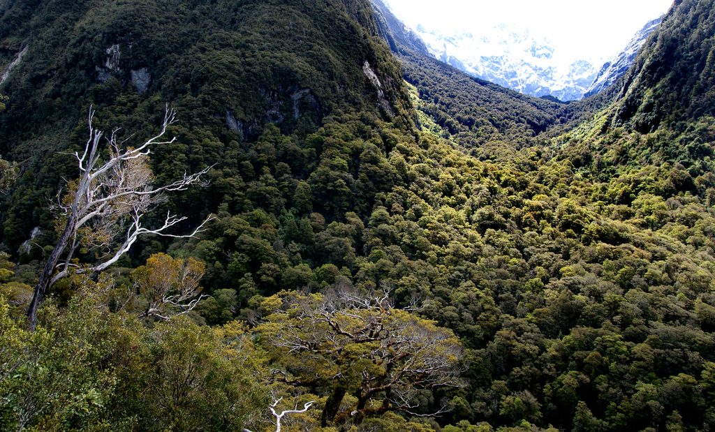 Lake Marian Track, Fiordland National Park