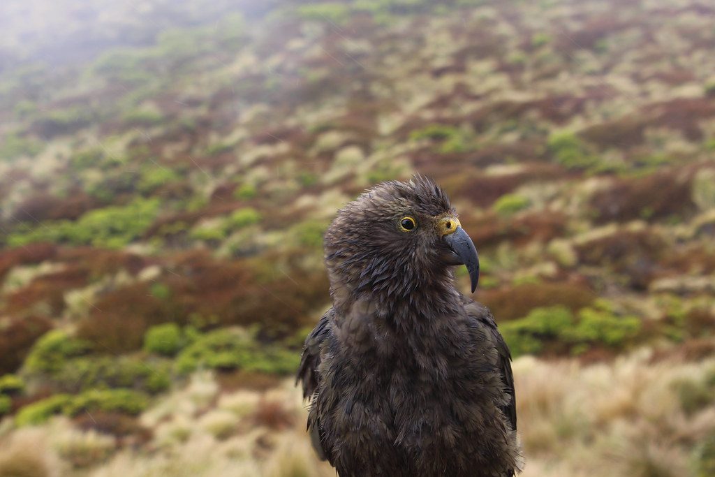 Kepler Track, Fiordland National Park
