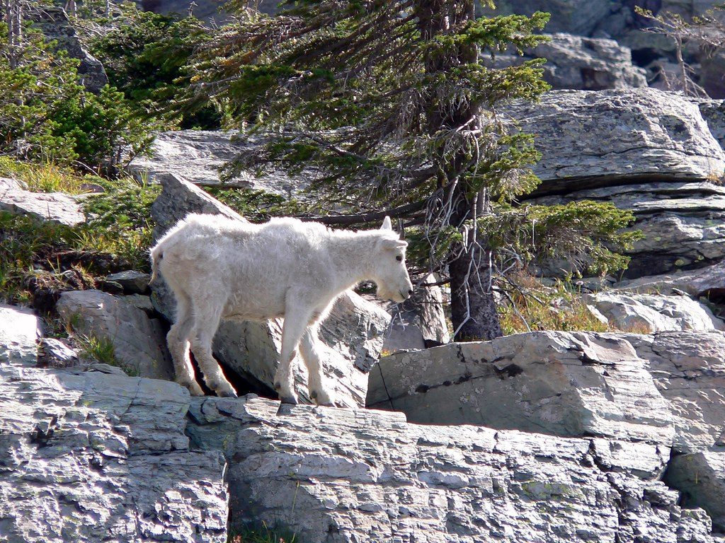 Sperry Glacier Trail, Glacier National Park