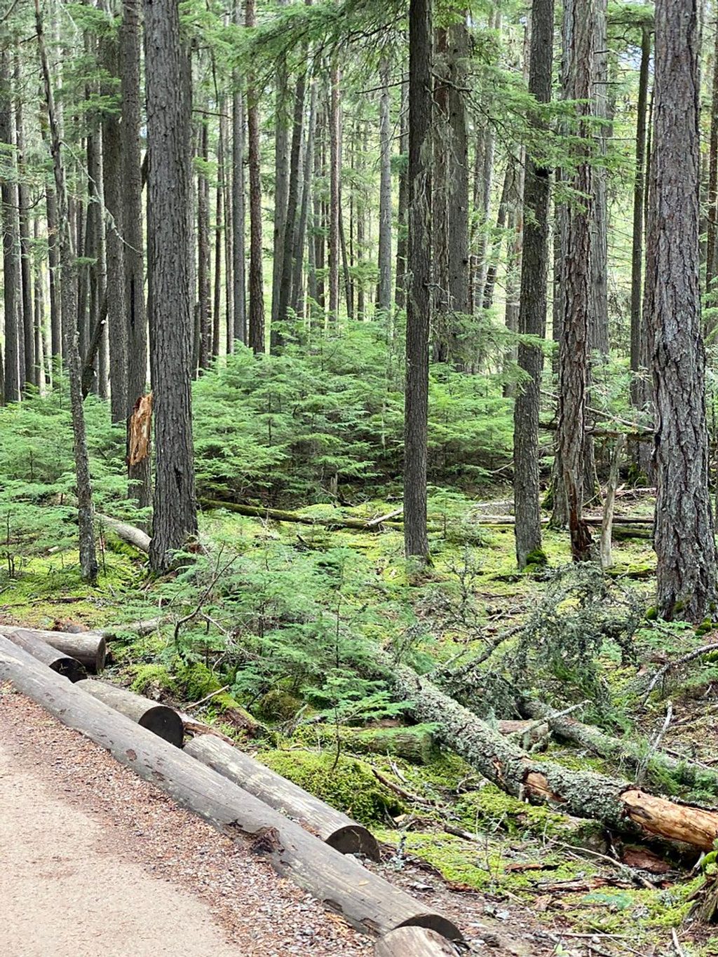 Johns Lake Trail, Glacier National Park