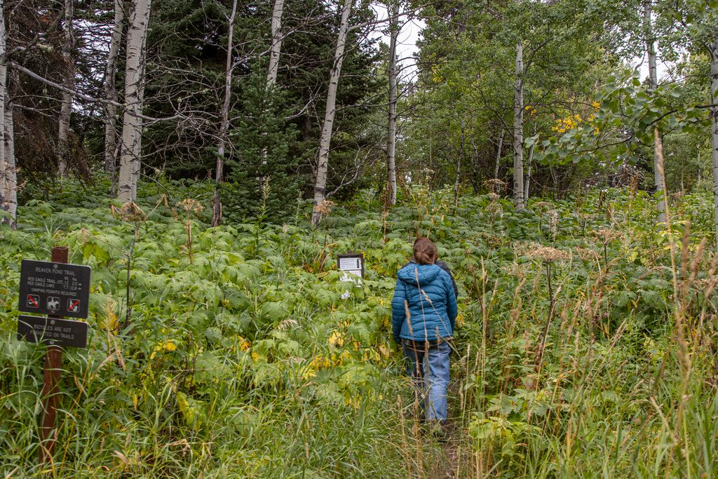 Beaver Pond Trail, Glacier National Park