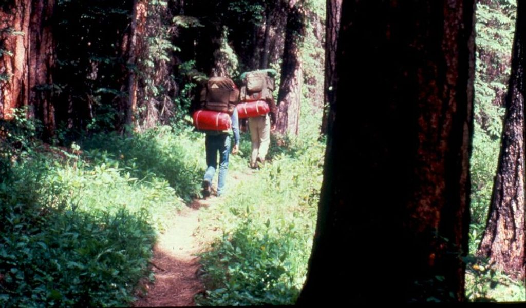 Logging Lake Trail, Glacier National Park