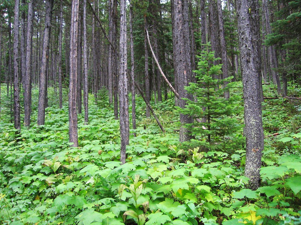 Belly River Trail, Glacier National Park