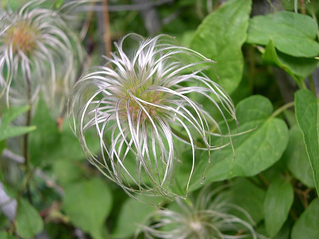 Aster Park, Glacier National Park