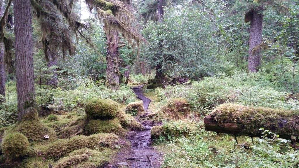 Bartlett Lake Trail, Glacier Bay National Park