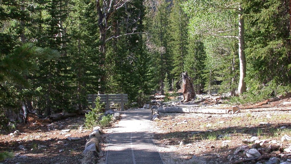 Sky Islands Forest Trail, Great Basin National Park