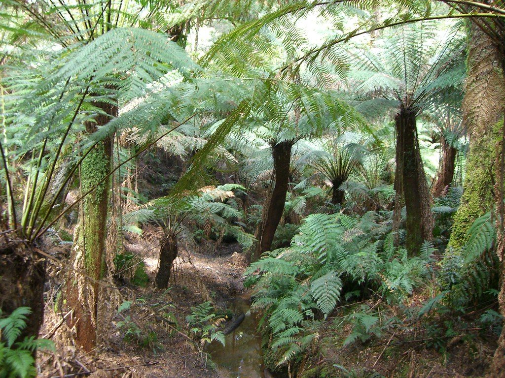 Maits Rest Rainforest Walk, Great Ocean Road