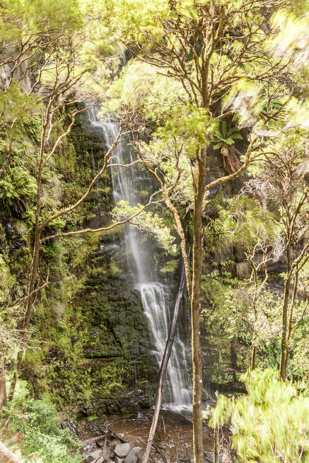 Erskine Falls, Great Otway National Park