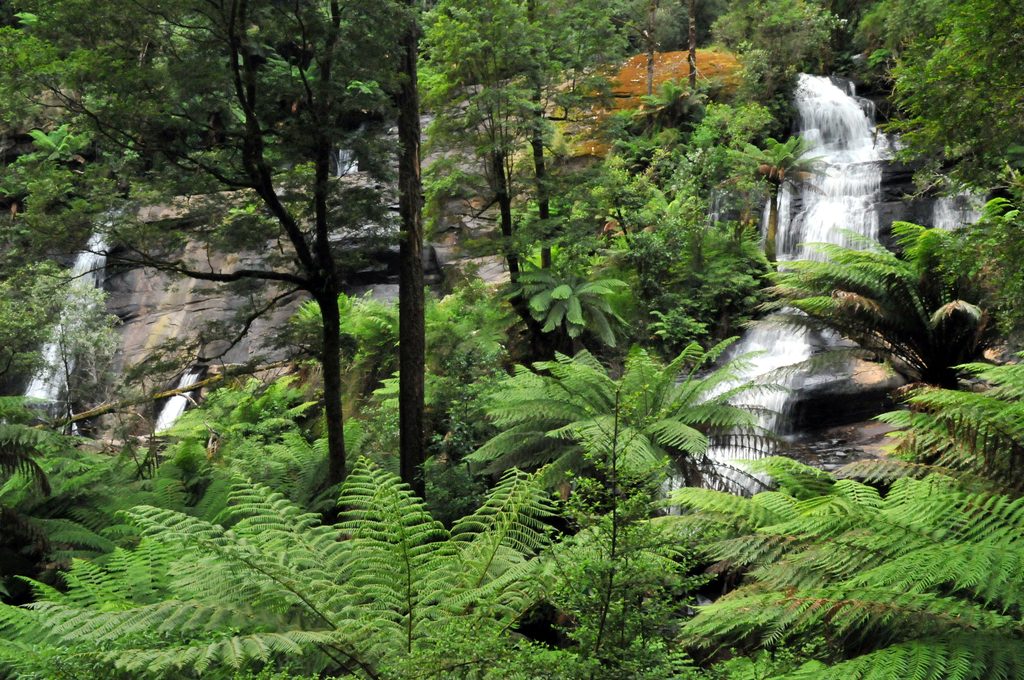 Triplet Falls Loop, Great Otway National Park