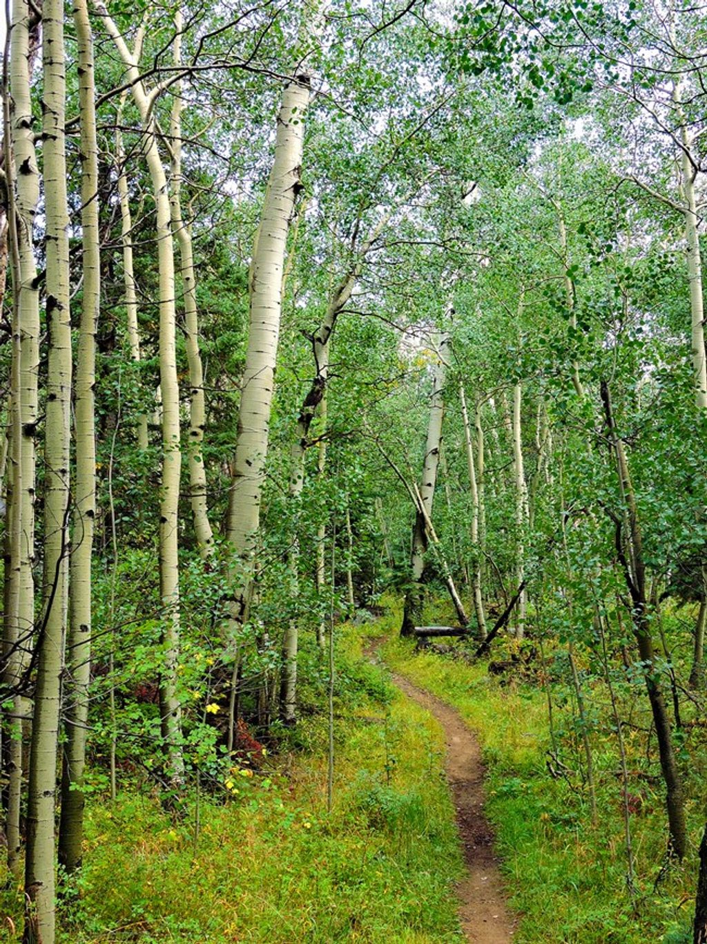 Mosca Pass Trail, Great Sand Dunes National Park