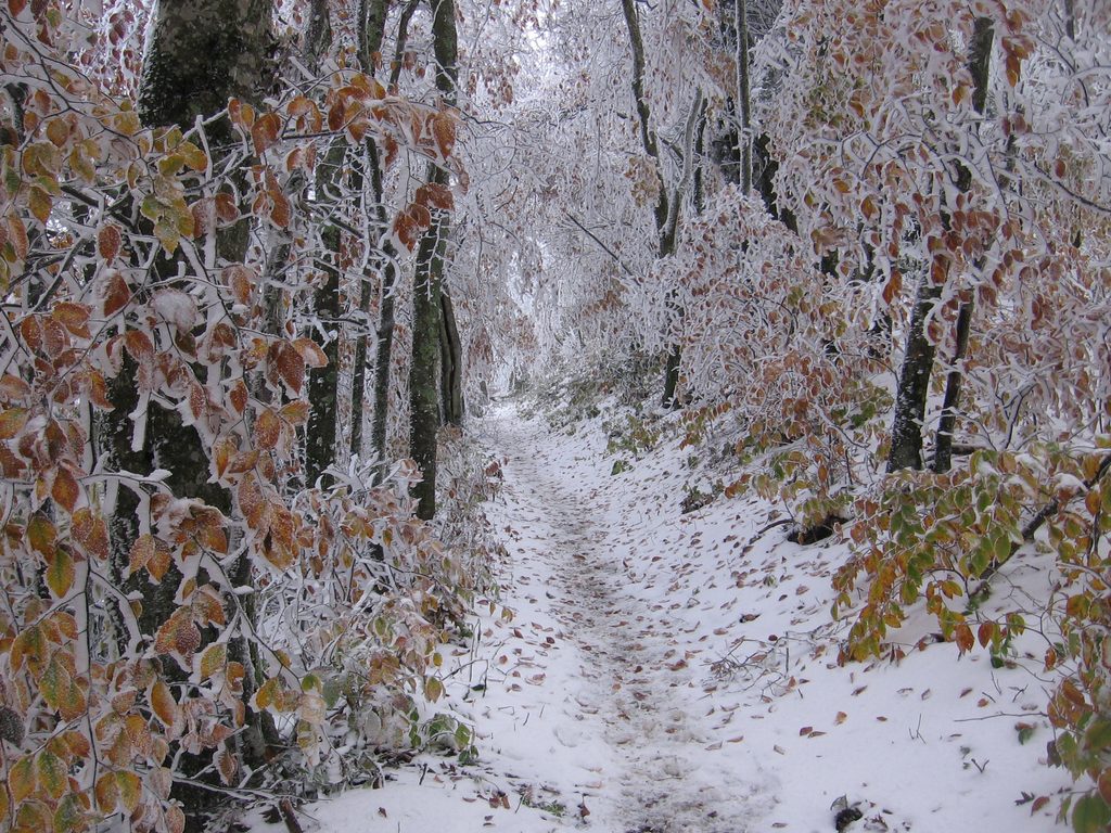 Mount Cammerer Trail, Great Smoky Mountains National Park