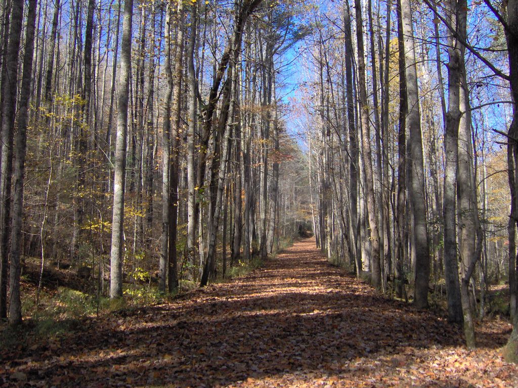Hazel Creek Trail, Great Smoky Mountains National Park