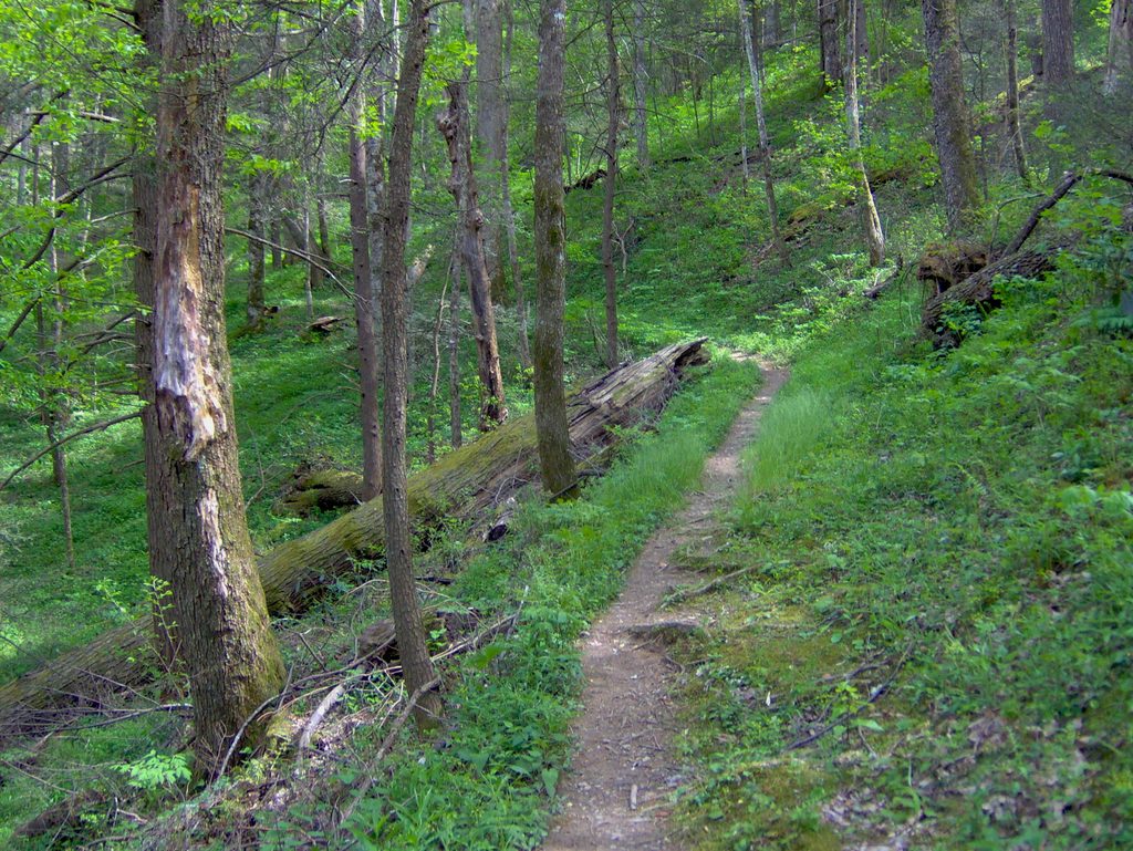 Gabes Mountain Trail, Great Smoky Mountains National Park