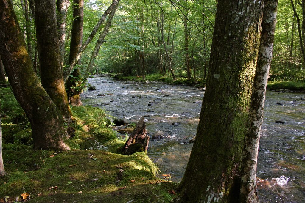 Smokemont Nature Trail, Great Smoky Mountains National Park