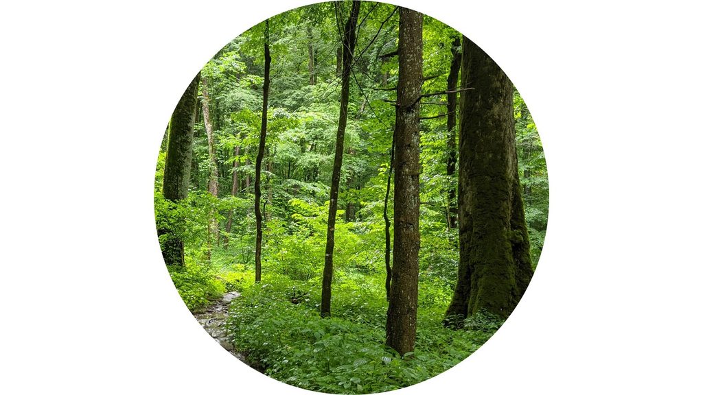Albright Grove Loop Trail, Great Smoky Mountains National Park